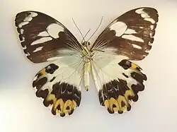Papilio euchenor, revers