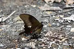 Papilio iswaroides, avers