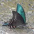 Photo couleur montrant,  sur un sol humide parsemé de graviers, un papillon de profil, aux ailes noires à l'extérieur et bleues-vertes à l'intérieur.