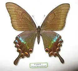 Papilio maackii (femelle)