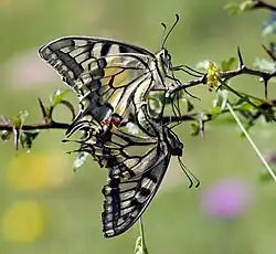Accouplement de machaons dans le Naturpark Almenland&nbsp;(de) en Autriche. Juillet 2022.