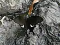 Papilio nephelus chaon (Papilionidae)