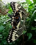 Papilio ophidicephalus, accouplement