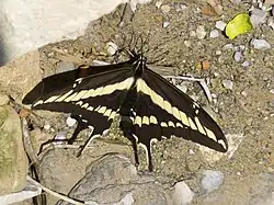 Papilio paeon dans son milieu naturel