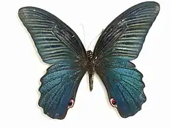 Papilio protenor mâle