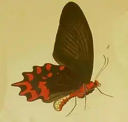 Atrophaneura semperi femelle (illustration)