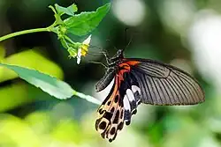 Papilio thaiwanus femelle, ailes repliées