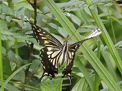 Papilio xuthus en vol