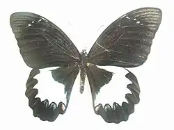 Papilio aegeus ormenus mâle