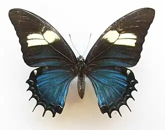 Femelle normale de Papilio androgeus