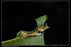 Chenille de Papilio dialis tatsuta