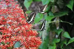Papilio demolion en vol