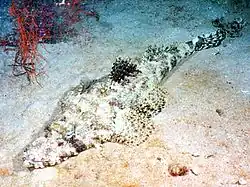 Papilloculiceps longiceps.