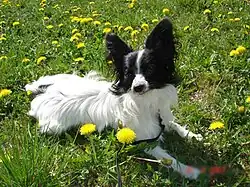 Chiot de race épagneul papillon, blanc avec des oreilles noires, couché sur du gazon.