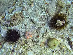 Oursins noir (gauche) et "violet" (ici vert, à droite), et leurs tests respectifs.