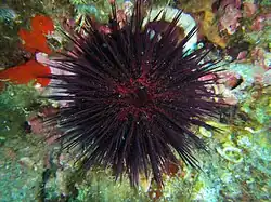 Paracentrotus lividus (Camarodonta).