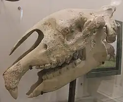Au centre de l'image, un crâne de Paraceratherium transouralicum, exposé au musée américain d'histoire naturelle.