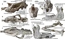 Vue en différents angles du crâne et d'une mandibule fossilisés d'un grand rhinocéros préhistorique sans corne.