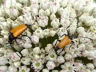 Paracorymbia fulva (DeGeer, 1775) couple
