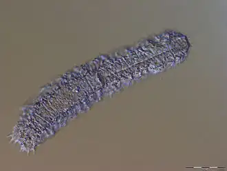 Description de l'image Paradasys subterraneus.jpg.