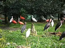 Dans la volière cathédrale.