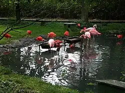 Flamants rouges, ibis rouges et spatules rosées.