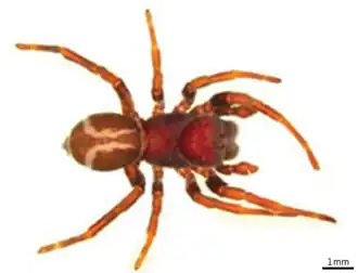 Description de l'image Paradonea presleyi body.png.