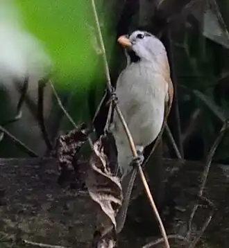 Description de cette image, également commentée ci-après