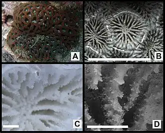 Description de l'image Paragoniastrea deformis (10.3897-zookeys.1205.121507) Figure 73.jpg.
