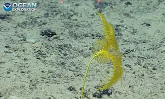 Parahyocrinus claguei