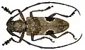 Paraleprodera insidiosa