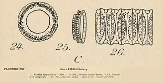 Description de l'image Paralia in Coupin 1868.jpg.