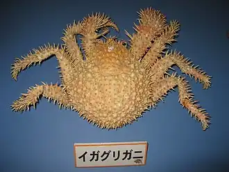 Description de l'image Paralomis hystrix 2.jpg.