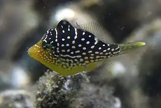 Un Paraluteres juvénile inconnu