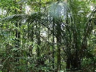Description de l'image Paramaca Palm (Astrocaryum paramaca) (28152593059).jpg.