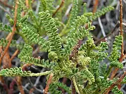 Feuillage de l'Adesmia boronioides (encore appelée Paramela)