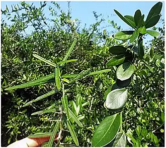 Description de cette image, également commentée ci-après