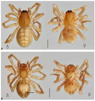 Description de l'image Paramito papallacta (10.3390-taxonomy4010005) Figure 24.png.