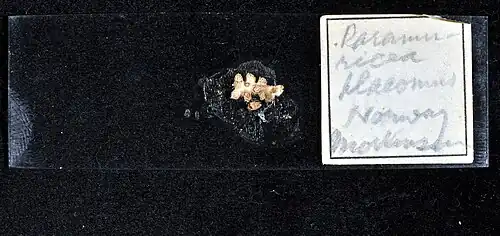 Échantillon de Paramuricea placomus