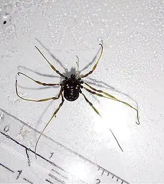 Description de l'image Paranemastoma quadripunctatum.jpg.