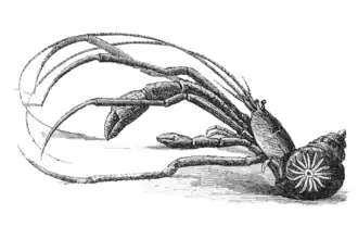 Parapagurus abyssorum, un Parapaguridae.