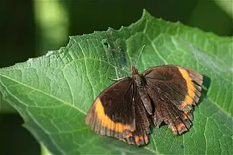 Description de l'image Parapedaliodes parepa 70060678.jpg.