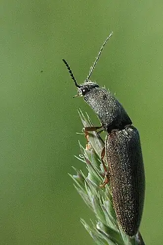 Description de cette image, également commentée ci-après