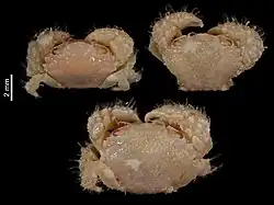 Balssopilumnus boletifer