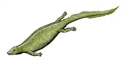 Paraplacodus