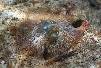 Un plathelminthe inconnu du genre Paraplanocera