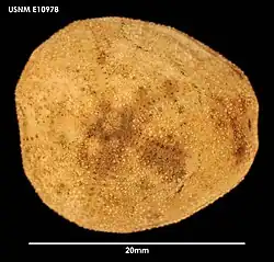 Parapneustes reductus (idem).