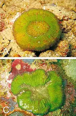 Description de l'image Parascolymia vitiensis, bocas.jpg.