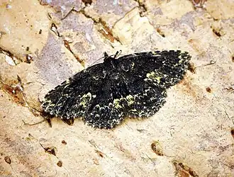 Description de cette image, également commentée ci-après