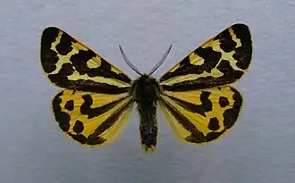 Écaille du plantain(Arctia plantaginis)